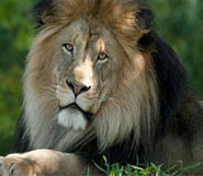 gir lion