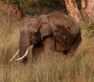 gir elephant
