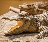 gir crocodile