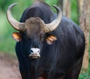 gir gaur