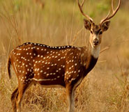 gir deer
