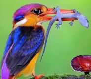 gir kingfisher