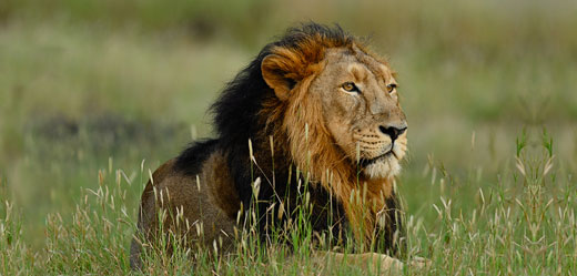 gir lion safari