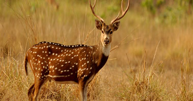 gir safari park