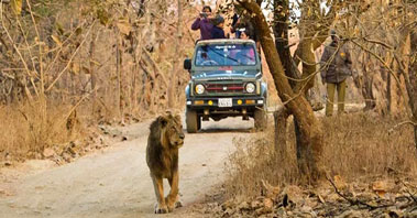 gir jeep safari