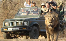 gir safari