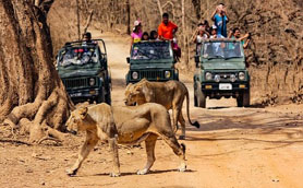 devalia safari