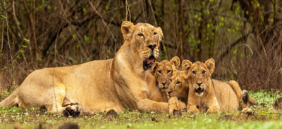 gir tour