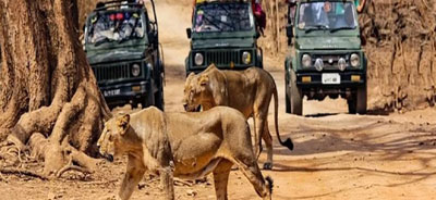 gir tour