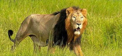 gir tour