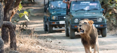 gir tour